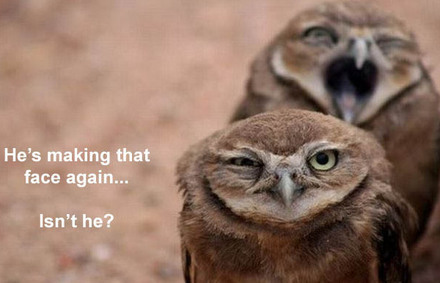 extreme funny humor. Funny Picture - Owl Humor
