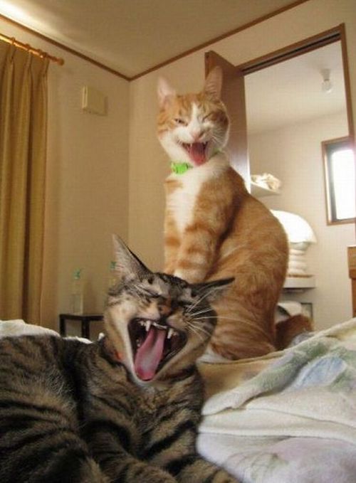 Funny Picture - Demon Cats!