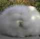 Muffy The Fluffy Bunny